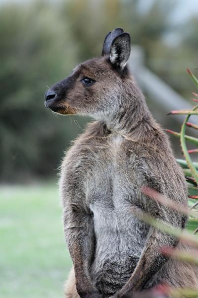 2007 05 08 Kangaroo Island 039-2_DXO.jpg